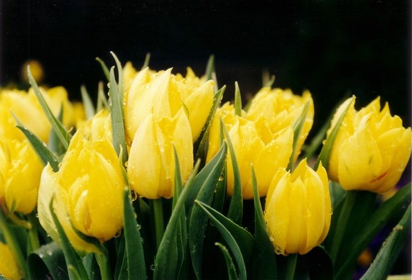 Febre Da Tulipa